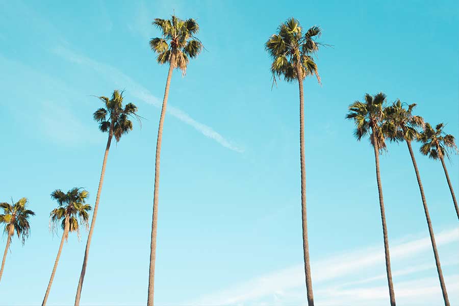 palm-trees